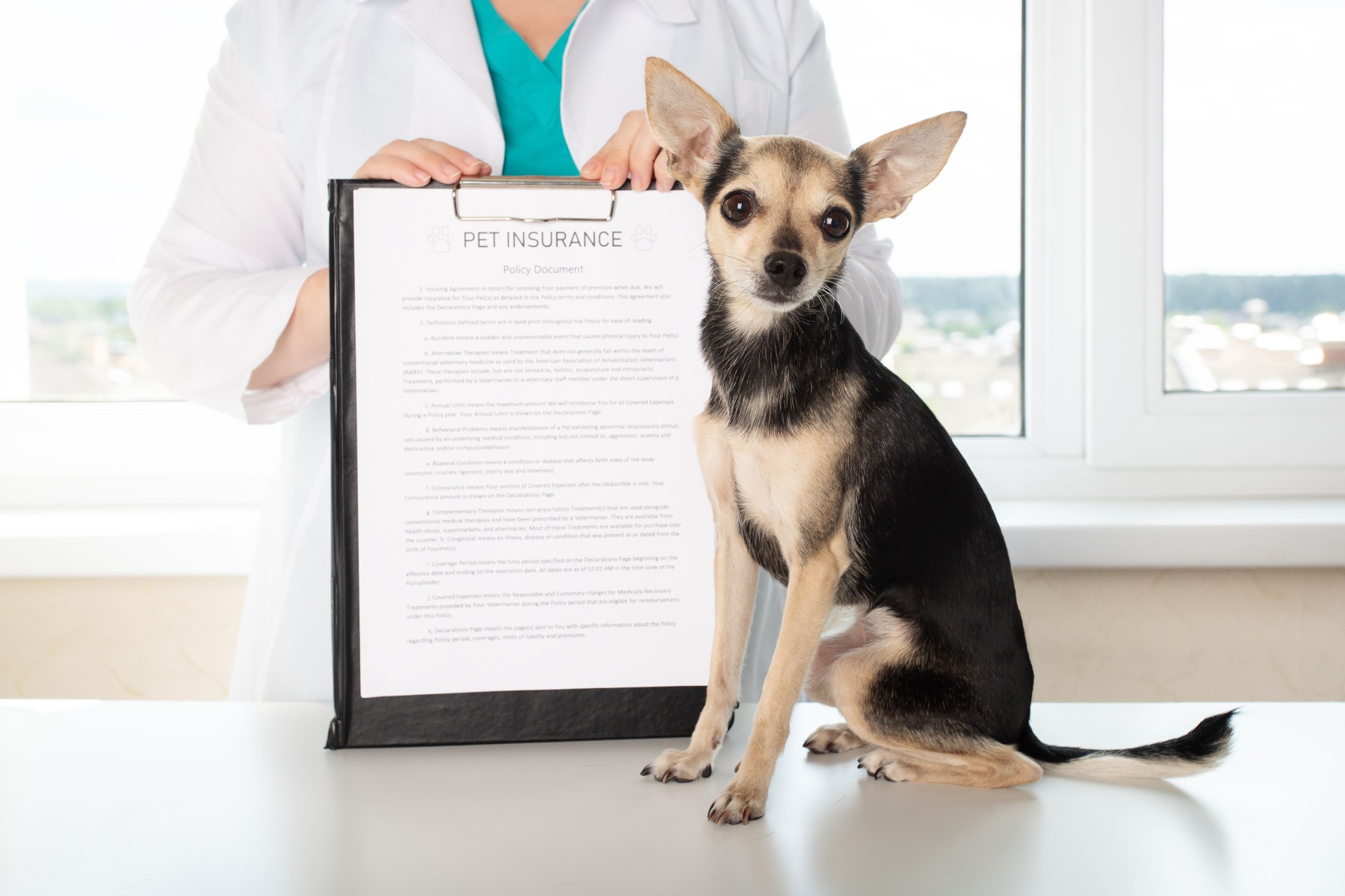 pet's health with insurance, veterinarian in veterinary clinic with dog and insurance policy
